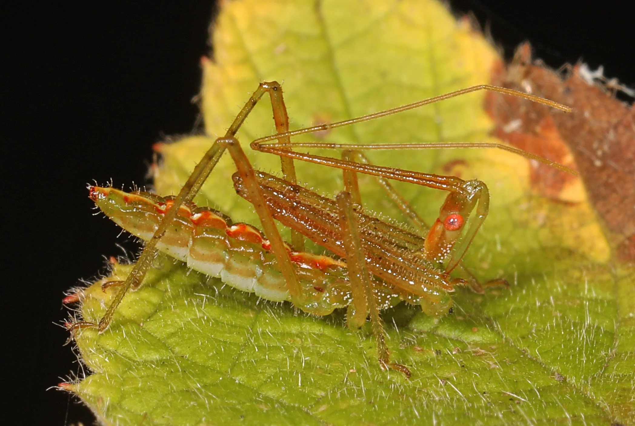 Picture+1+-+Pale+Green+